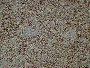 stonetec043006.jpg