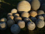 stonetec1069008.jpg